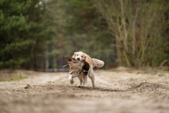 6e3c6b235e6a5f147ab8321b9769a01e_245