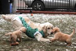 6e6863aee9551c8b4fe9b06b4c8fbf99_245