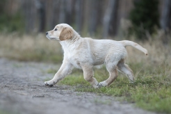 6e6897953bbfd4d723ddb69b62c2c4ec_246