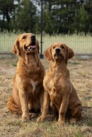 6e749d4ae73901d0881c1ad102dc2f9c_130x194