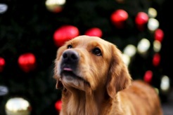 6eba61c5ab5515cdd9f13321c42fddee_246