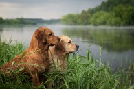 6f42363b820f145be0adfd28a438ad72_195