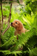 6f829408b70de1392a09e72d2d98e0e9_130x195