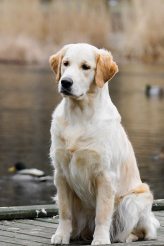 6fa66dea34e0aa082077d0f7df517e32_164x246