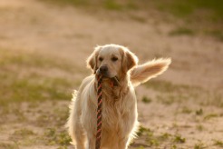 7077990ffc678fff17c5eb3289934d33_246