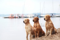 709ec23461d53aa835cb7e85895da374_195