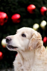 70a1a0b2dd48ab6f19c4cf5c3cb29d84_164x246