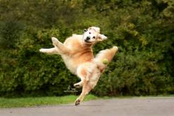 70d4de5a673d92cfe45dd7c120579136_246