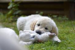 70f5e0c5fedcfe7534cd5e0c38d6a780_245