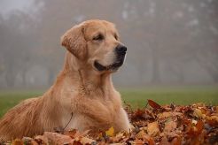 7105a4b149e12df2e3ff51c86343f2f8_246x164_fill