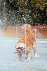 717e37a50ebfff73f50b2667715ecfdb_164x246_fill