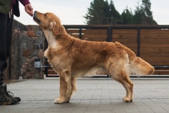 719d707e8d48a7b58a2449ccc2b732ba_245