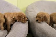 71c607b04c60730f1ed0d3785ac4f080_195x130_fill