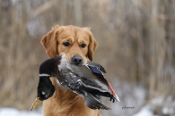 724580a353c7708836f96d7832707d1e_195