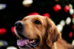 727760653e04c4c93206b8a2393defcf_246