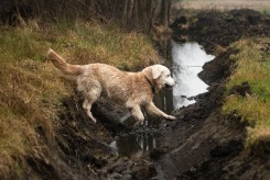 727c8b3b5c1a73cf6212a8c619aa01d4_245