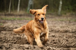 72850785066d3e511122f05e0f778d1d_246