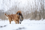 72ac49f6a38b018847a307067a4e9c21_195