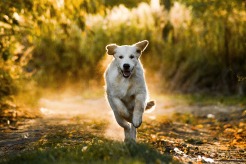 72f4886bc4a81fc52a31960e06fff30e_246