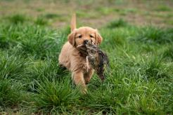 73345bb8d933342cd643e8ea3fc4bff3_246