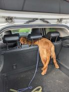 73396482648bc2e2da1d86b07902b1a3_138x183