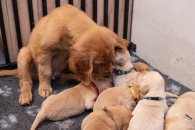 7394191f51b00036a1b34b0a7e2db573_195