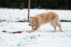 73bfcf89783e413514d0079d86a4cb3a_246