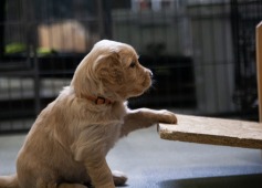 73e4cb0463bef6bae9da77c90206318a_237