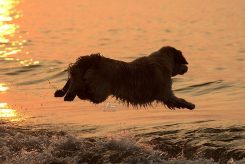 7410eaca08a5725b8f09a403aced63fd_245