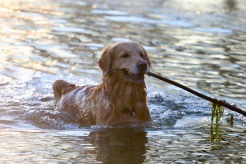 74a22c50ba1c02d5a0b19c0bf893a72d_246x164_fill