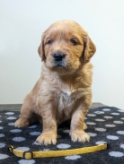 74dacb031a565b3456e1de2b20d7054e_138x183