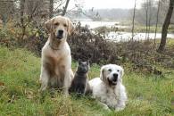 74e4e09ee31a00bfa69796ac00d0001d_195x130_fill