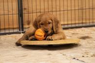 7504e38ccfa90bdcbc09f502349b3d6d_195x130_fill