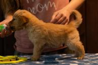 7518a461f454358fed1dc58c38492945_194