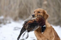 753863957ad8cba994a8055345cbc3c4_195