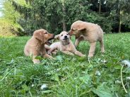 7578a8f2ae787fd723a0653fbdd6871a_184x138_fill