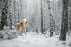 75aea98849a96d79556bc77de7380942_246