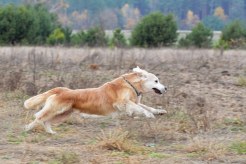 75be3559ef088f5195268b2d0030ecb3_246