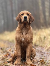 75bfb00e36714bc945315ba04d04555e_174x232_fill