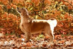 75e7461a94e1c411ebfe6d399ecb7090_245