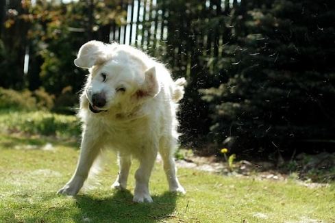 763fd1bdc96264662ee9498cf2623049_489x326_fill