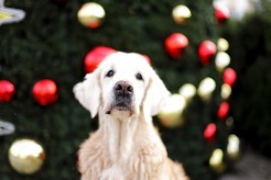 76b7b1c6197a127dba484876d59731c8_246