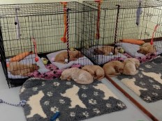 76d990a0fb5bd430cc9850f71c6e289f_232x174_fill