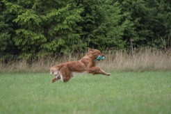 76ede403c39087c3fb9003be10d0d51b_246x164_fill