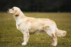 7711385e1d22cb6f64b0f41566fa03f2_246