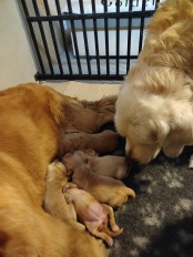 7744a1163f742c604a33d1cf53537430_174x232_fill