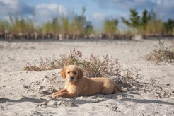 77830fd784b056316ca49e45f7a3bc77_246