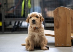 77a511b181e79ad7b854184e3550bf5d_237