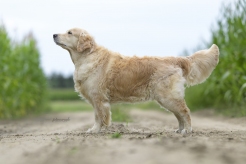 77d9c45e819d5c9fd68b229b43ef4792_246