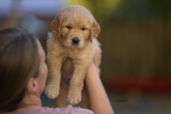 77e395a986710d100702ff123d3c2c63_246